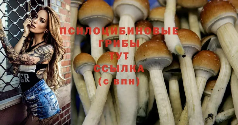 Галлюциногенные грибы мицелий  Камызяк 